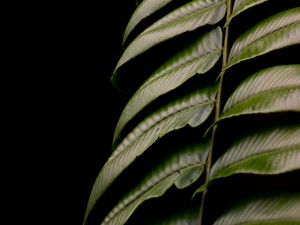 Preview wallpaper fern, leaf, green, macro