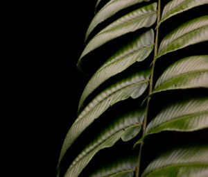 Preview wallpaper fern, leaf, green, macro