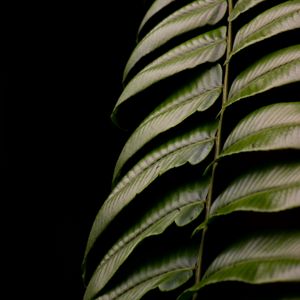 Preview wallpaper fern, leaf, green, macro