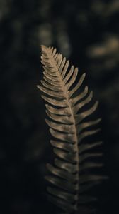 Preview wallpaper fern, leaf, green, macro, plant