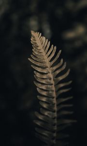 Preview wallpaper fern, leaf, green, macro, plant