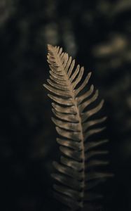 Preview wallpaper fern, leaf, green, macro, plant