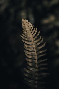 Preview wallpaper fern, leaf, green, macro, plant