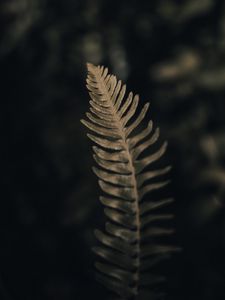 Preview wallpaper fern, leaf, green, macro, plant