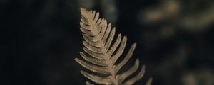 Preview wallpaper fern, leaf, green, macro, plant