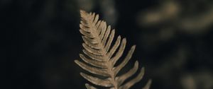 Preview wallpaper fern, leaf, green, macro, plant