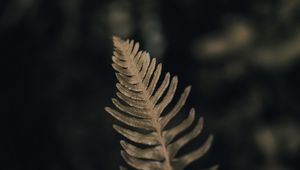 Preview wallpaper fern, leaf, green, macro, plant