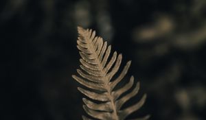 Preview wallpaper fern, leaf, green, macro, plant