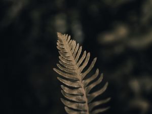 Preview wallpaper fern, leaf, green, macro, plant