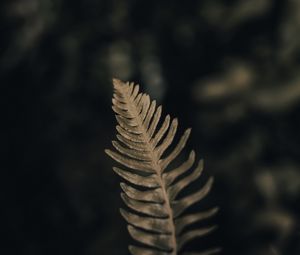 Preview wallpaper fern, leaf, green, macro, plant