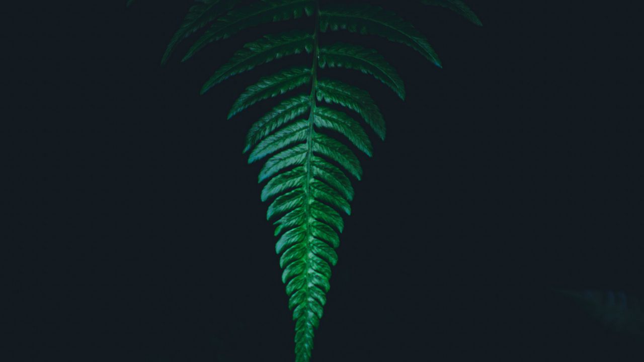 Wallpaper fern, leaf, green, dark