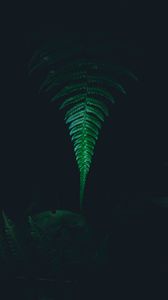 Preview wallpaper fern, leaf, green, dark