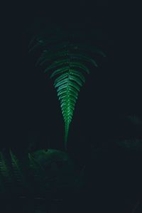 Preview wallpaper fern, leaf, green, dark