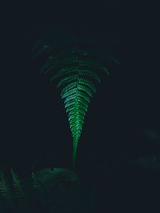 Preview wallpaper fern, leaf, green, dark