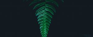 Preview wallpaper fern, leaf, green, dark