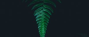 Preview wallpaper fern, leaf, green, dark