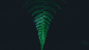 Preview wallpaper fern, leaf, green, dark