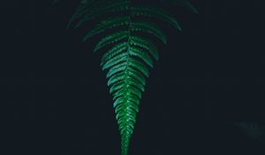 Preview wallpaper fern, leaf, green, dark