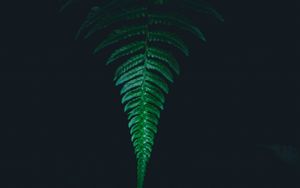 Preview wallpaper fern, leaf, green, dark