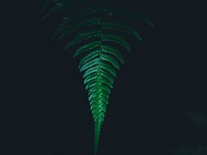 Preview wallpaper fern, leaf, green, dark