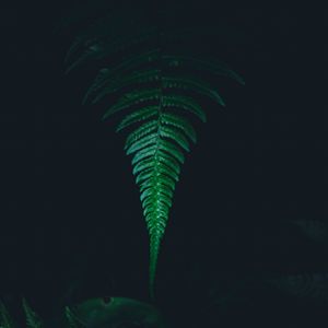 Preview wallpaper fern, leaf, green, dark