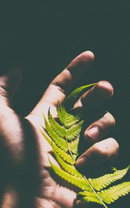 Preview wallpaper fern, leaf, hand, shadow