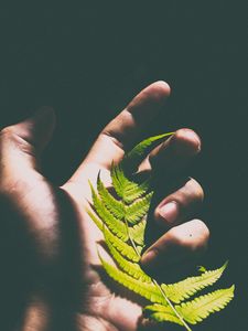 Preview wallpaper fern, leaf, hand, shadow