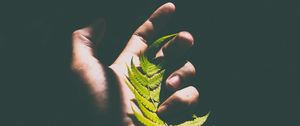 Preview wallpaper fern, leaf, hand, shadow