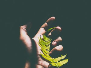 Preview wallpaper fern, leaf, hand, shadow