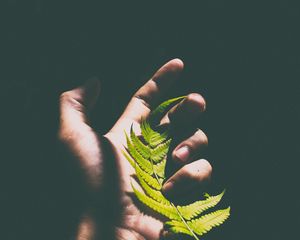 Preview wallpaper fern, leaf, hand, shadow