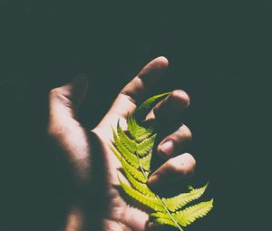 Preview wallpaper fern, leaf, hand, shadow