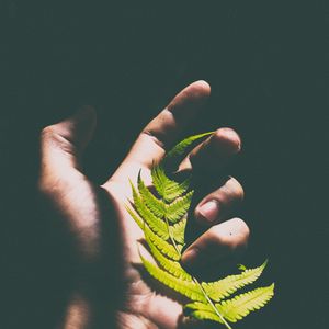 Preview wallpaper fern, leaf, hand, shadow