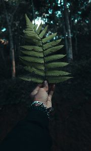 Preview wallpaper fern, leaf, hand, branch, green