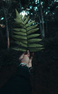 Preview wallpaper fern, leaf, hand, branch, green