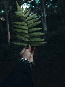 Preview wallpaper fern, leaf, hand, branch, green