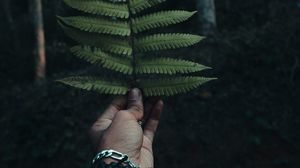 Preview wallpaper fern, leaf, hand, branch, green