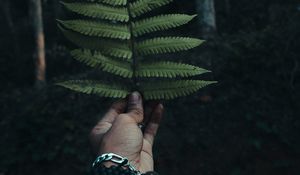 Preview wallpaper fern, leaf, hand, branch, green