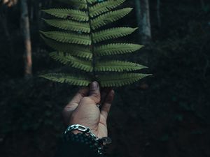 Preview wallpaper fern, leaf, hand, branch, green