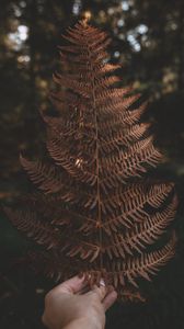 Preview wallpaper fern, leaf, hand, plant, nature
