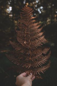 Preview wallpaper fern, leaf, hand, plant, nature