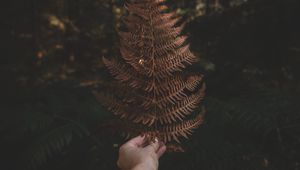 Preview wallpaper fern, leaf, hand, plant, nature