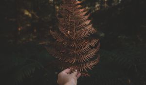 Preview wallpaper fern, leaf, hand, plant, nature