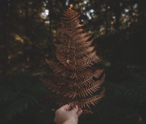 Preview wallpaper fern, leaf, hand, plant, nature