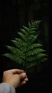 Preview wallpaper fern, leaf, hand, plant