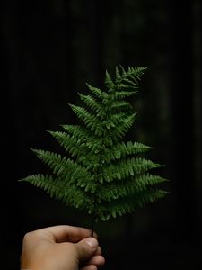 Preview wallpaper fern, leaf, hand, plant