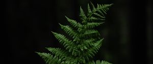 Preview wallpaper fern, leaf, hand, plant