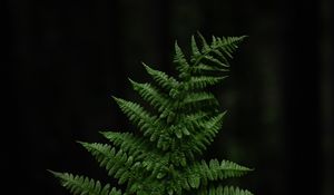 Preview wallpaper fern, leaf, hand, plant