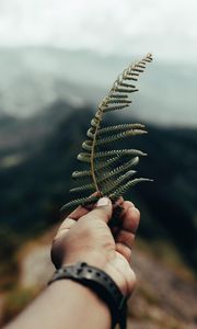 Preview wallpaper fern, leaf, hand, plant, green