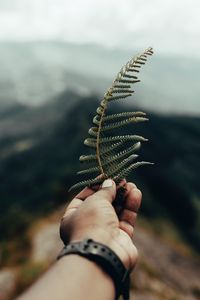 Preview wallpaper fern, leaf, hand, plant, green