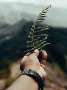 Preview wallpaper fern, leaf, hand, plant, green